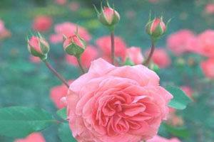 gul tera rang chura laaye hai gulzaro me