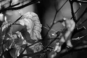 bite rishte talash karti hai khushboo gunche talash karti hai