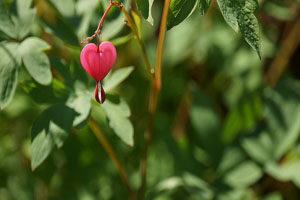 hamare dil pe zakhmo ka jo bab likha hai